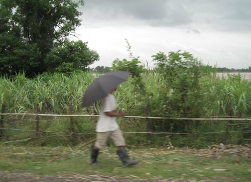walkingby sugarcane fields