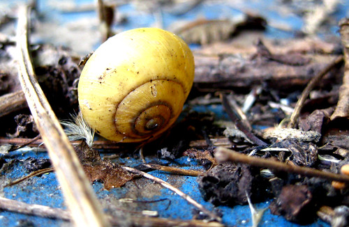 snail final destination
