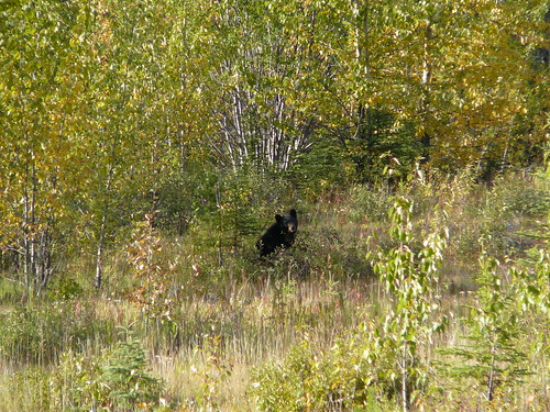 El oso negro que encontre al lado de la ruta
