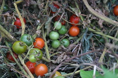 some of the composted tomatoes