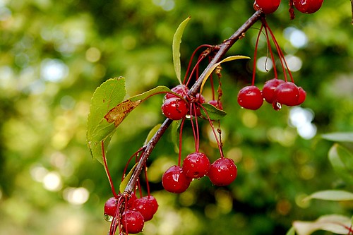 Dewy cherries.