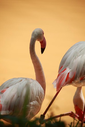 Flamingo Portrait