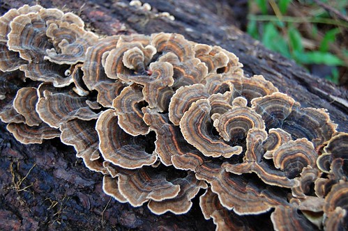 turkey tail shelf fungus