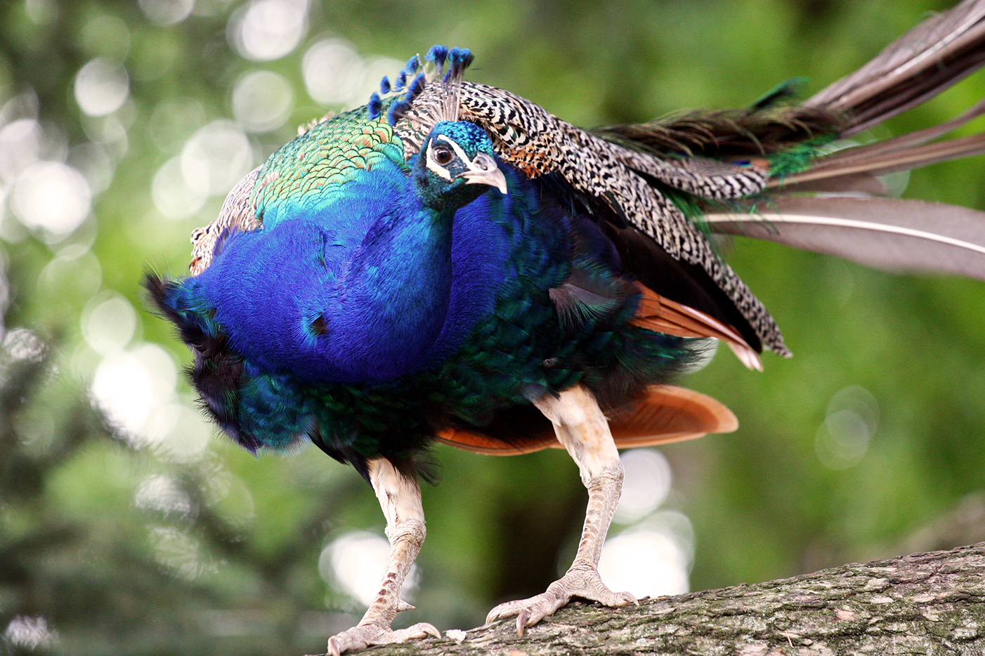 フリー写真素材 動物 鳥類 キジ科 孔雀 クジャク 画像素材なら 無料 フリー写真素材のフリーフォト