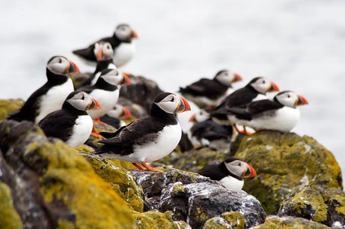 Cool Cluster of Cute Puffins - Isle of May - Scottish Coast by idg
