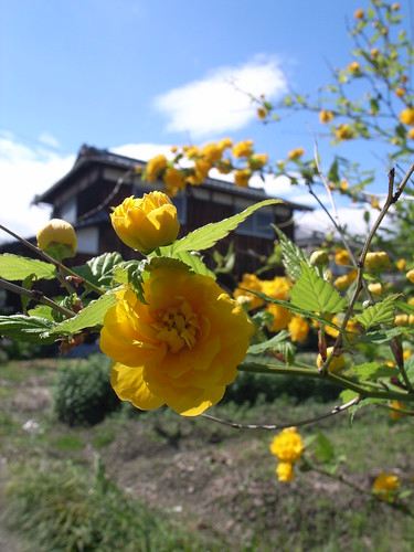 Japanese rose