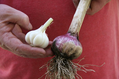 garlic is ready