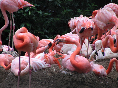 Flamingo Kiss