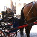 Cavallo in Piazza della Rotonda (cacatoio)