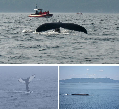 Tadoussac, Quebec - whales