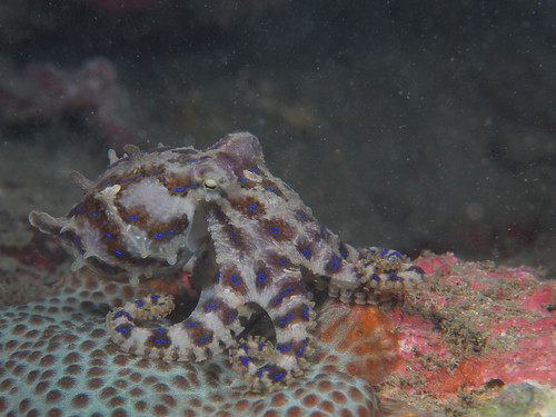 藍環章魚-BlueRing Octopus(1)