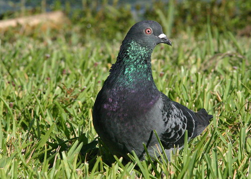 Rock Pigeon 20081017