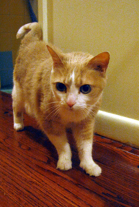 Kitty in the Hall (Click to enlarge)