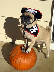 norman is a pirate for halloween
