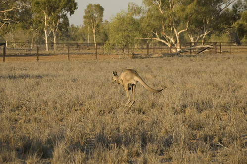 Kangaroo jump