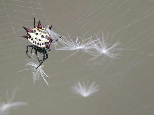 Spiny_Orb_Weaver Gasteracantha_cancriformis