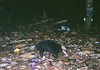Malay badger or the "stink badger" di WWF International