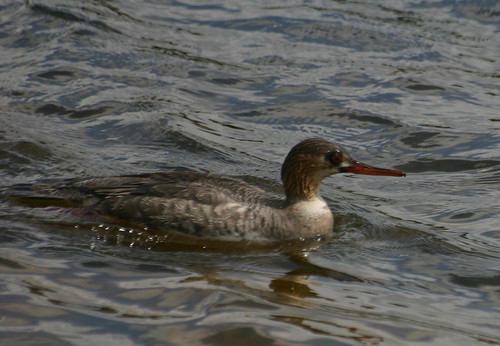 Male in non-breeding plumage