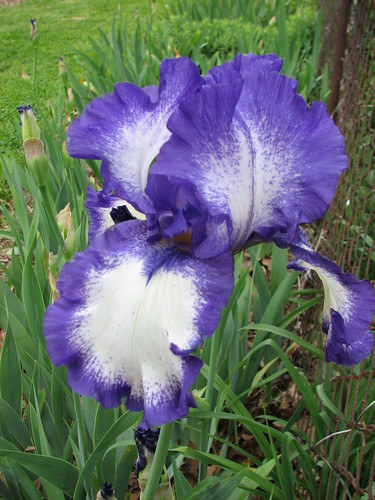 unknown iris