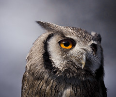 Are you a Night Owl?
