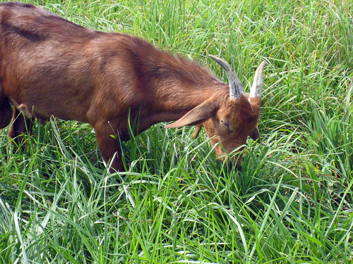 goat grazing grass pasture