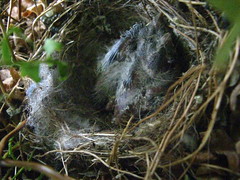 Two baby birds