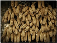 Corn gathering / Manifestación de maiz