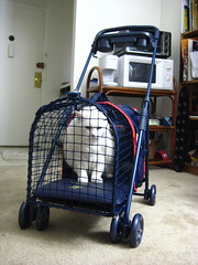 Pandora in Kittywalk Pet Stroller