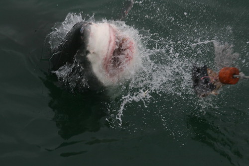 shark attacks helicopter. White Shark Attacks Human