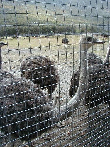 Ostrich Farm 