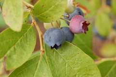 not quite blueberries