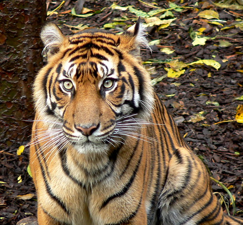ianmichaelthomas님이 촬영한 Mother Binjai - Sumatran Tiger.