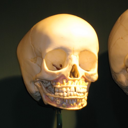 幼児の頭蓋骨