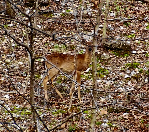 Rockwoods Reservation, in Saint Louis County, Missouri, USA - deer
