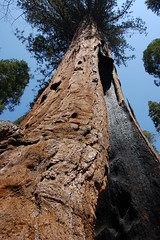 20080504 Giant Sequoia