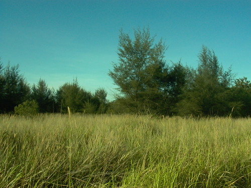 Lalang field in singapore