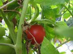 first ripe tomato