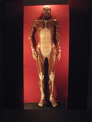 20080718-人體肌肉-15