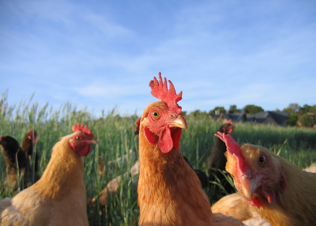 Chickens by Peter B. Tzannes on Flickr