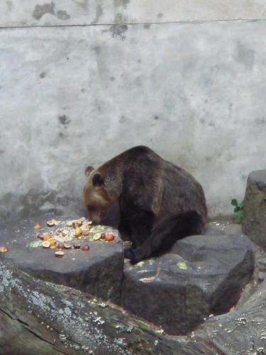 20080913-Day3-庫倫洛夫-城堡外城壕內的熊