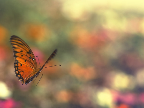 フリー写真素材|動物|昆虫|蝶・チョウ|