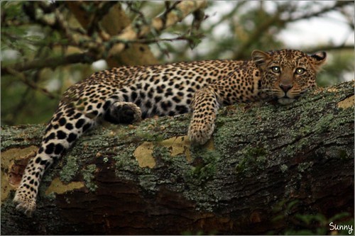 你拍攝的 70 Lake Nakuru - Leopard。