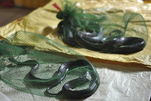 Reptiles For Sale. Snakes for sale