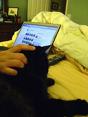 Huggy Bear looks at Flickr pictures on the new laptop