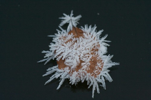 Lovely ice crystals on a leaf #1