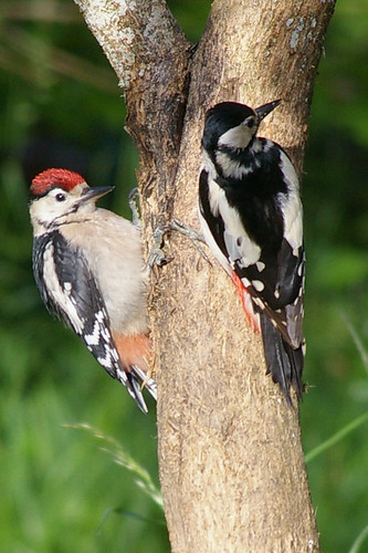 Woodpeckers 5
