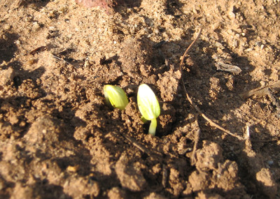 Squash sprout growing