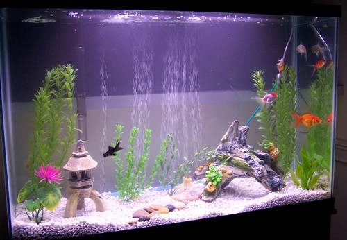 goldfish tank setup. new tank set up