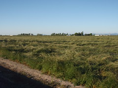 Field of Sneezegrass