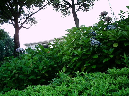 【写真】VQ3007で撮影した庭木越しの団地